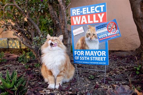 Cats And Dogs Running For Mayor In Oakland Are A Fuzzy Antidote To