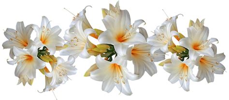 Lilies White Belladonna Easter Lilies Fragrant Free Image From
