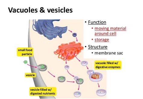 Why do animal cells have vacuoles. Vacuoles and Lysosomes