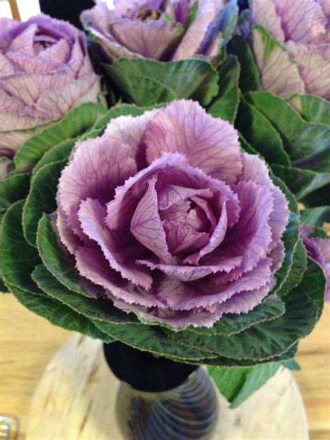 Cabbage Flower Cabbage Flowers Rose Cottage Fruits And Vegetables