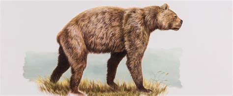 It is different to other ruminants in having two front teeth in the upper jaw. http://www.beringia.com/sites/default/files/Giant-Short ...