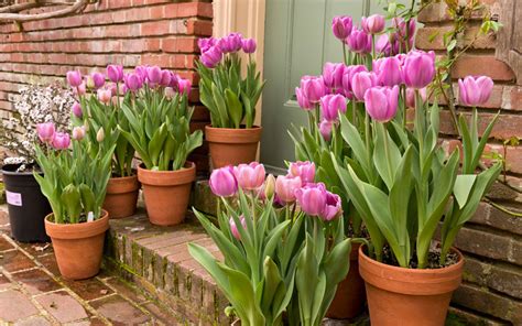 Learn How To Plant Tulip Bulbs In Containers Garden