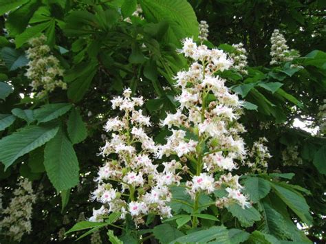 La capacidad de esta planta para evitar la formación de edemas se debe fundamentalmente a la aescina, pero también. Ficha completa del Castaño de Indias | Jardineria On