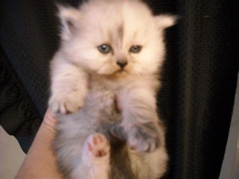 Silver persian kittens for sale doll face persians kittens for sale. CFA Persian Kittens for Sale in Salem, Oregon Classified ...