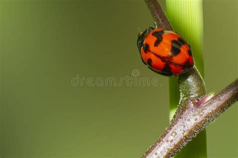 Macro Of Ladybug On The Grass Stock Photo Image Of Head Ladybug