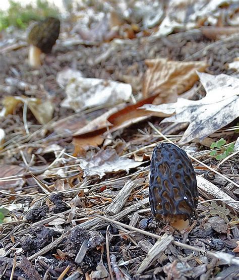 Five Things You Need To Know About Michigan Morel
