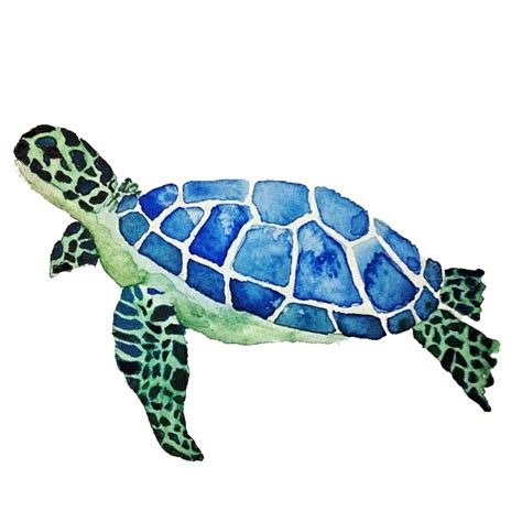 Turtle PNG Transparent Images PNG All