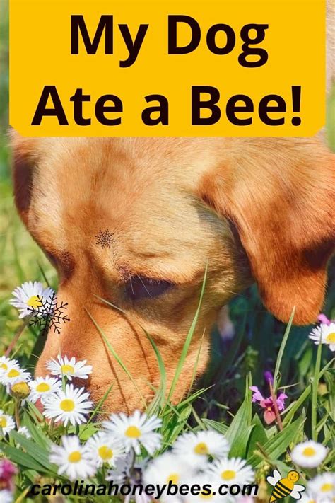 My Dog Ate A Bee What To Do Carolina Honeybees