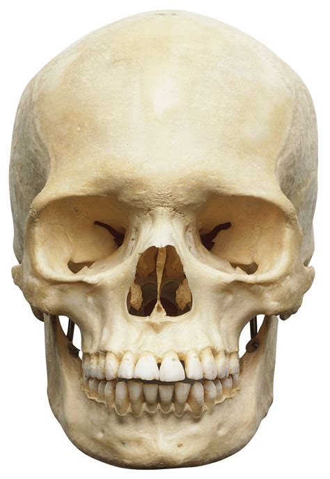 Figure 6.9 also shows the foramen magnum, the large hole at the base of the skull that allows the spinal cord to. Human Skull Anatomy | Bones in Human Skull | DK Find Out