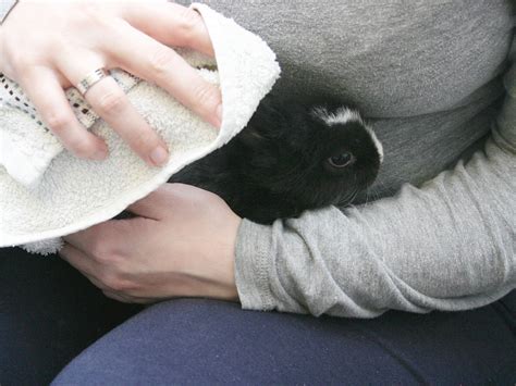 The information does not usually directly identify you, but it can give you a more personalized web experience. How to Give Your Rabbit a Bath: 6 Steps (with Pictures ...
