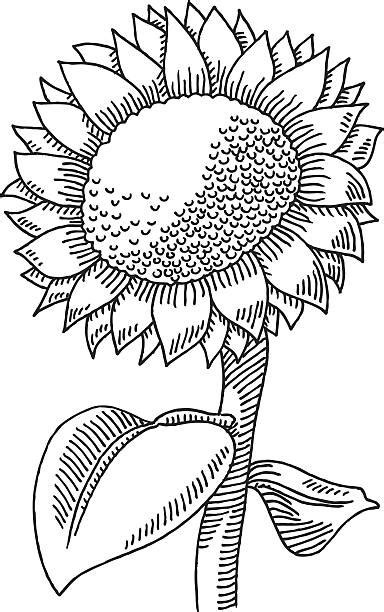 Polish your personal project or design with these bunga transparent png images, make it even more personalized and more attractive. Best Black And White Sunflower Illustrations, Royalty-Free ...