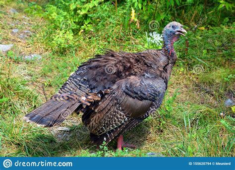 The Wild Turkey Meleagris Gallopavo Stock Photo Image Of Meleagris