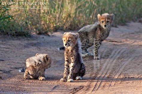 Cheetah Cubs Klaserie Private Nature Reserve