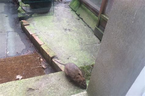 Pictured Super Rat The Size Of A Cat Found In London Garden As