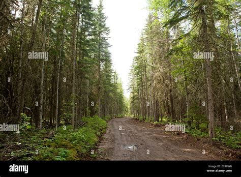Boreal Forest Northern Alberta Canada Stock Photo Alamy