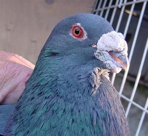 Palomas Buchonas Union De Palomeros Piques Antiguos De Rodolfo Guerrero