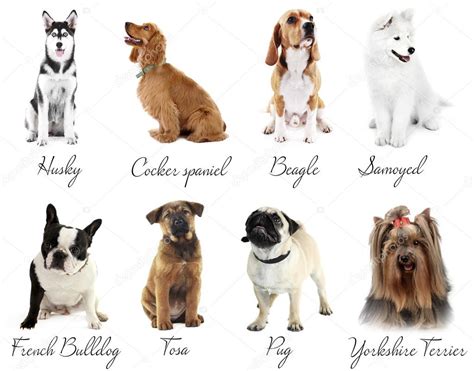 Different Breeds Of Dogs — Stock Photo © Belchonock 70792159