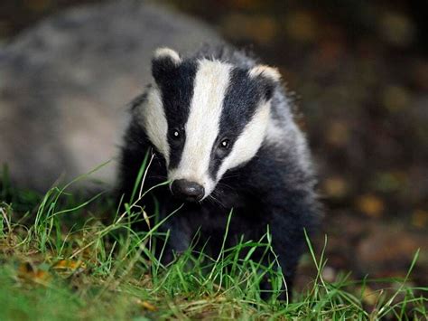 Badger Cull Expanded Across Staffordshire In Effort To Tackle Tb In