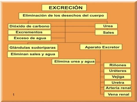 Cuadros Sinópticos Sobre Excreción Cuadro Comparativo