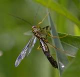 Images of Long Tail Wasp
