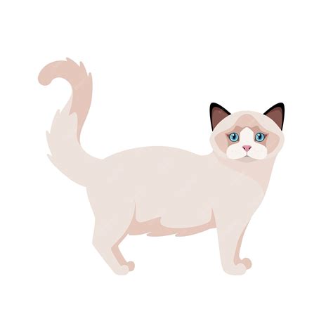 Premium Vector Ragdoll Cat On A White Background Cartoon Design