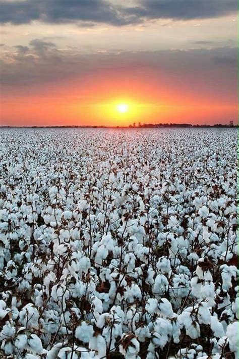 Cotton Fields In Lubbock Tx 2016 Cotton Fields Farm Sunset