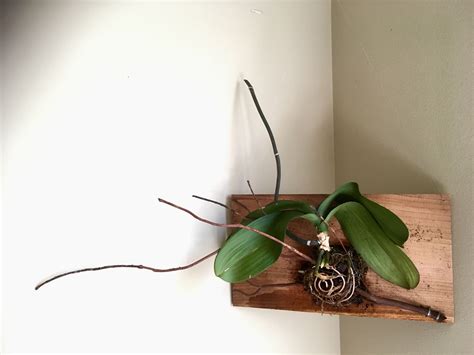 Great Hanging Orchid Pots With Holes Staghorn Basket