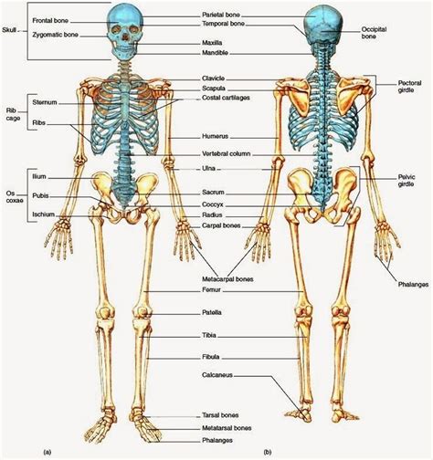 Labeled human leg bones created for use in leg bone. body anatomy - Pesquisa Google | Skeleton System ...