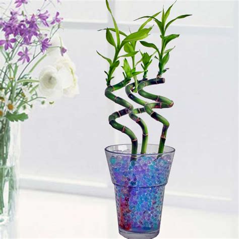 Buy potted plants online singapore. Potted Plant, Potted Plants Singapore