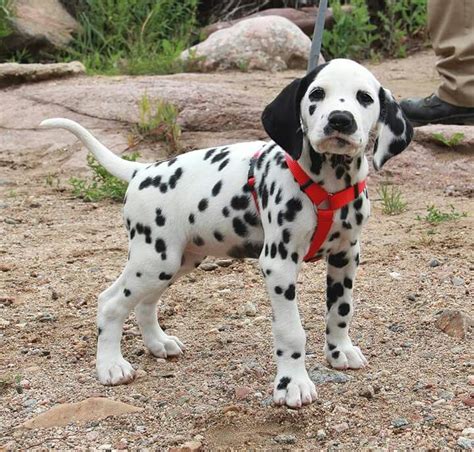 Best 25 Dalmatians Ideas On Pinterest Dalmatian Dalmatian Puppies