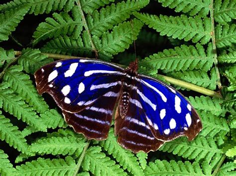 Beautiful Butterflies Butterflies Wallpaper 9481888 Fanpop