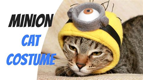 Funny Cat Minion Costume Diy Pet Costume Tutorial 2 Cats And 1 Doll