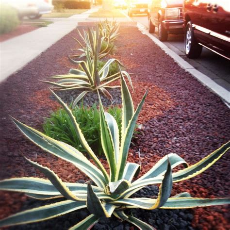 Submit your business listing | help & contact us. Agave Landscape by Travis Jordan . Jordan Woods , Santa ...