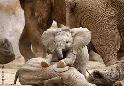 Baby Elephants Playing Stock Photo Adobe Stock