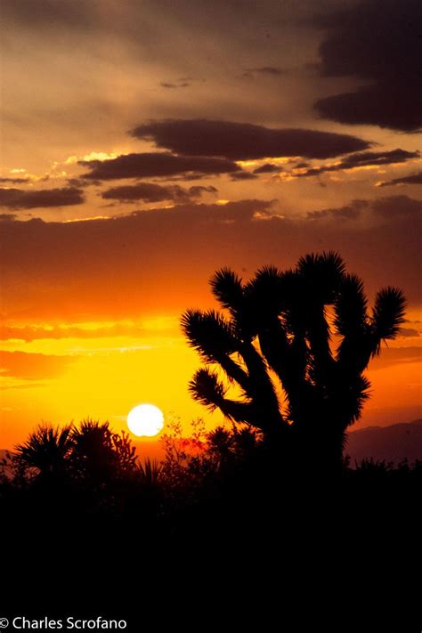 Landscape Photograph Sunset Photograph Joshua Tree Mojave Desert By