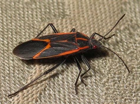 Check spelling or type a new query. WORMS 'n RADISHES, FLOWERS, FRUITS 'n TREES: Black Bugs ...