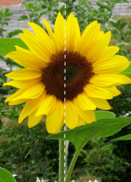 Shapes And Symmetry In Nature Using Sunflowers Nurturestore