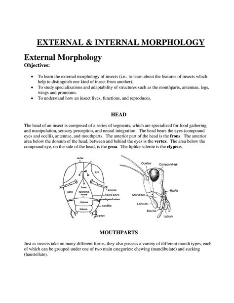 Solution External Morphology Of Insects Studypool