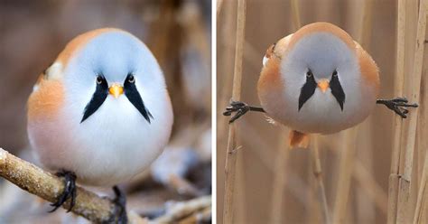 These Adorably Round Bearded Reedling Birds Can Do Perfect Splits