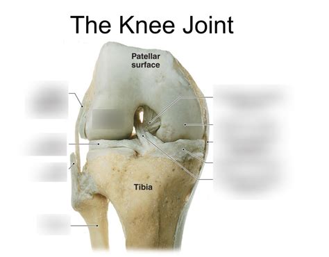 Deep Anterior View Of Flexed Knee Joint Diagram Quizlet