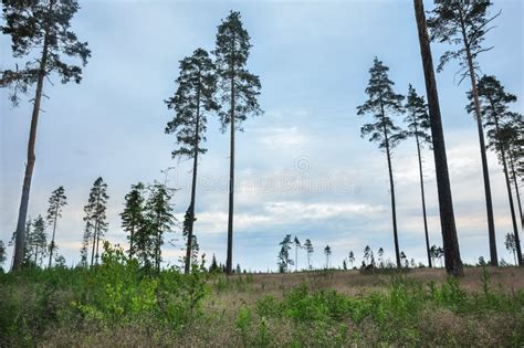 Pine Trees In The Field Against The Cloudy Sky Stock Photo Image Of