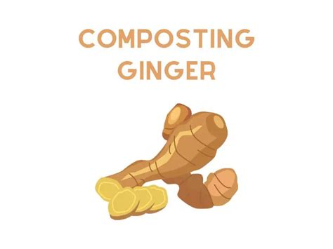 Can You Compost Ginger The Answer Is Here