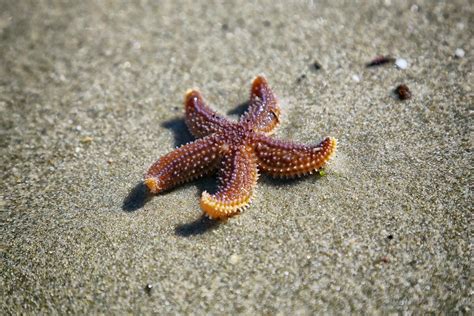 What Do Starfish Eat 5 Awesome Diets To Feed Them In Aquarium