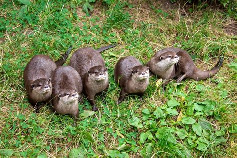 River Otters Holt Hiding Wiggly Weasel Cousin Following Deer Creek