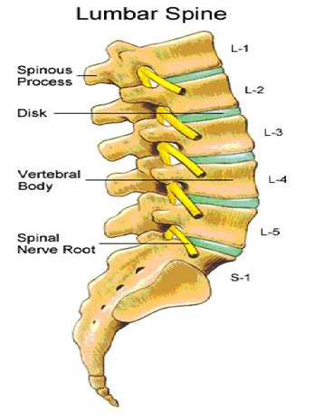 The movable vertebrae are divided into three regions: Common Causes of Low Back Pain - Buffalo Rehab Group | Physical Therapy