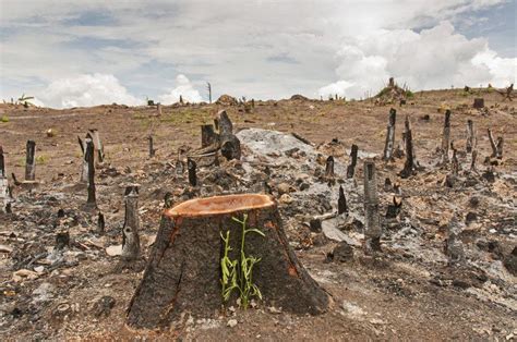 Muitos Impactos Ambientais Trazem Consequências Graves E Algumas Vezes