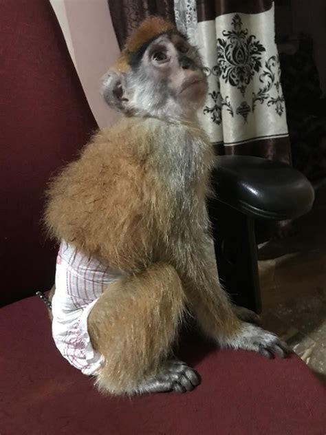 Squirrel Monkey For Sale In Wayne County 1 Petzlover