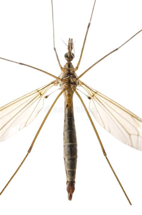 Mosquito Macro Isolated On White Stock Image Image Of Macro White