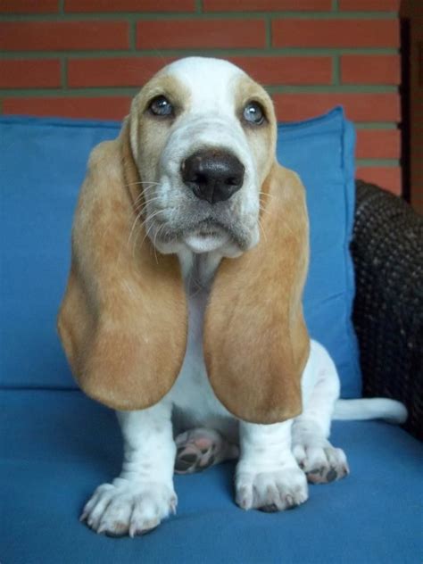 Basset hound dog isolated on white background. Beautiful basset. blue eyes #basset #hound #love | Basset ...