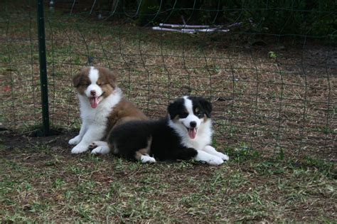 63 Australian Shepherd Border Collie Mix Puppies For Sale